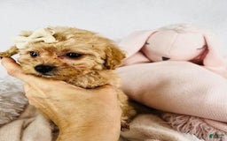 Toy Poodle dogs for sale: Precious - Image 4