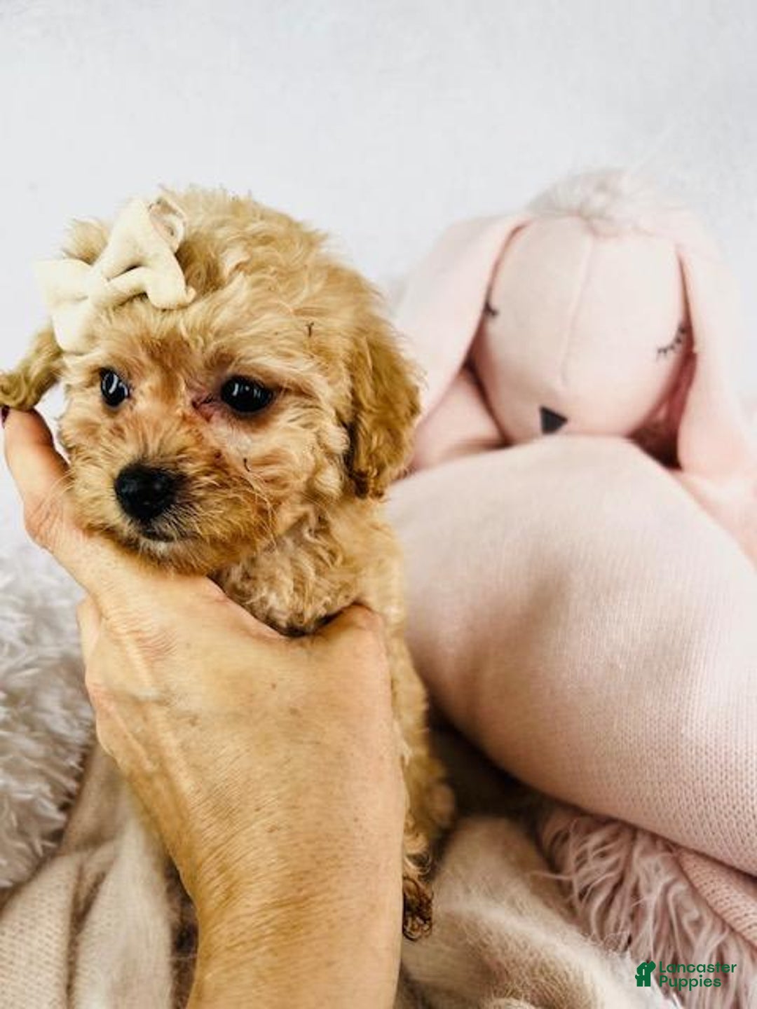 Toy Poodle dogs for sale: Precious - Image 4