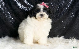 Toy Poodle dogs for sale: Puebla - Image 1