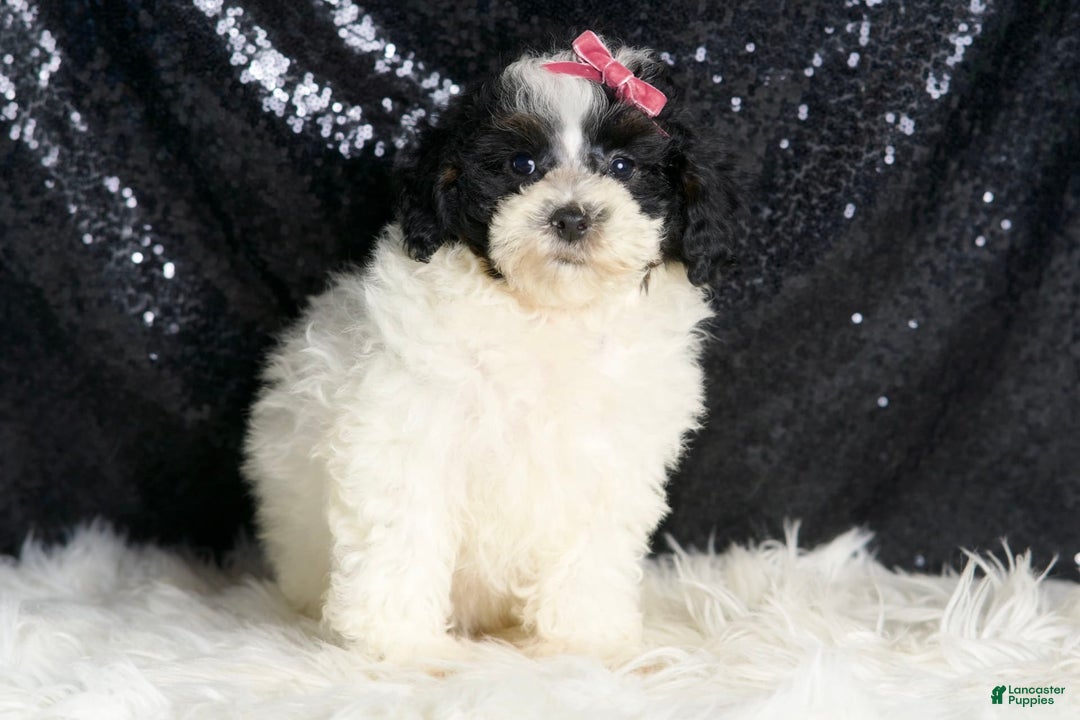 Toy Poodle dogs for sale: Puebla - Image 1