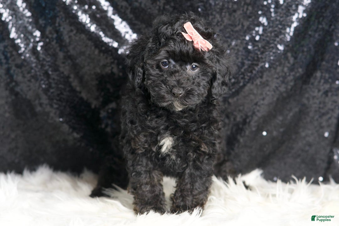 Toy Poodle dogs for sale: Luna - Image 6