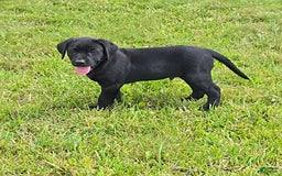Labrador Retriever dogs for sale: Chester - Image 11