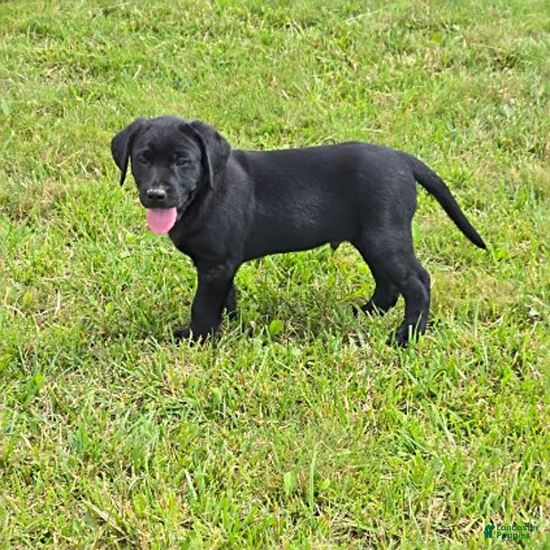 Labrador Retriever dogs for sale: Chester - Image 11