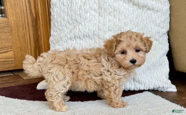 Maltipoo dogs for sale - Ad 2