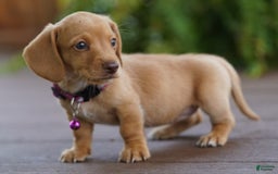 Miniature Dachshund dogs for sale: Miniature Dachshund 3 puppies - Image 12