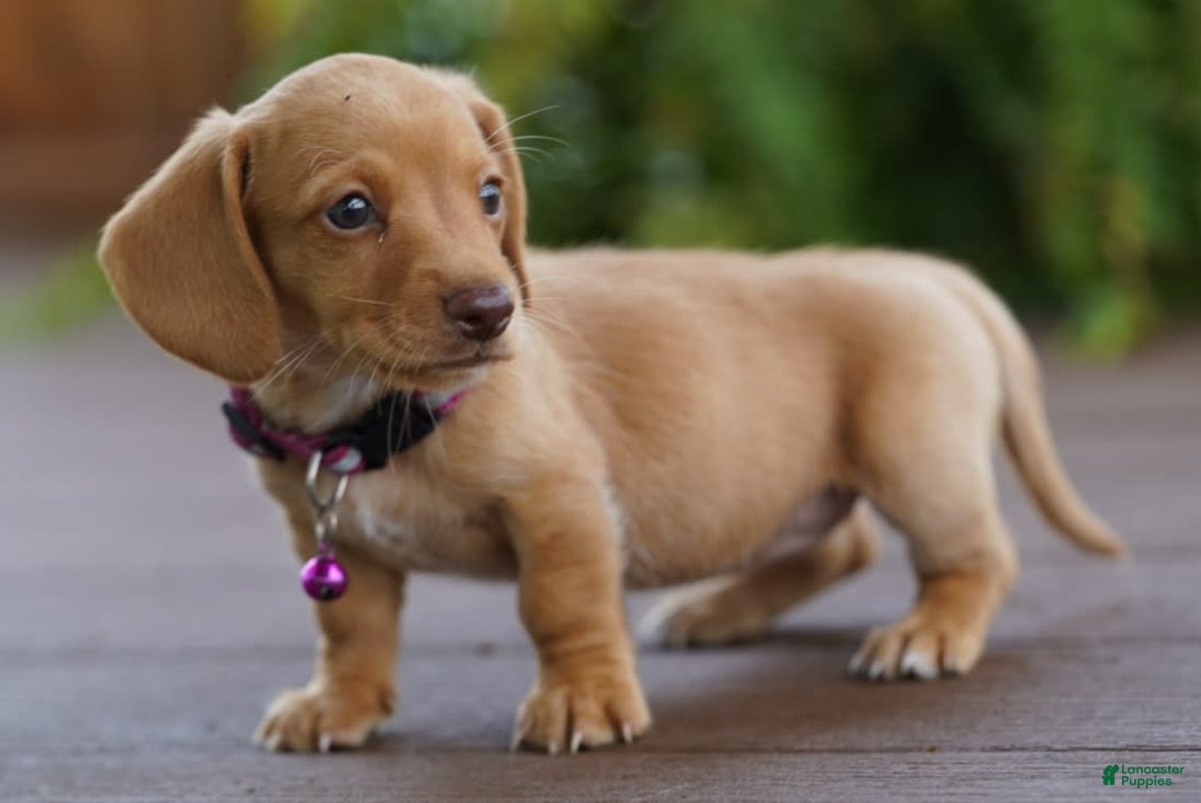 Miniature Dachshund dogs for sale: Miniature Dachshund 3 puppies - Image 12