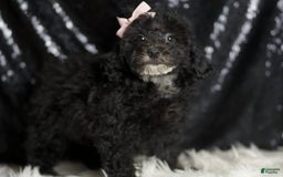 Miniature Poodle dogs for sale: Shirley - Image 4