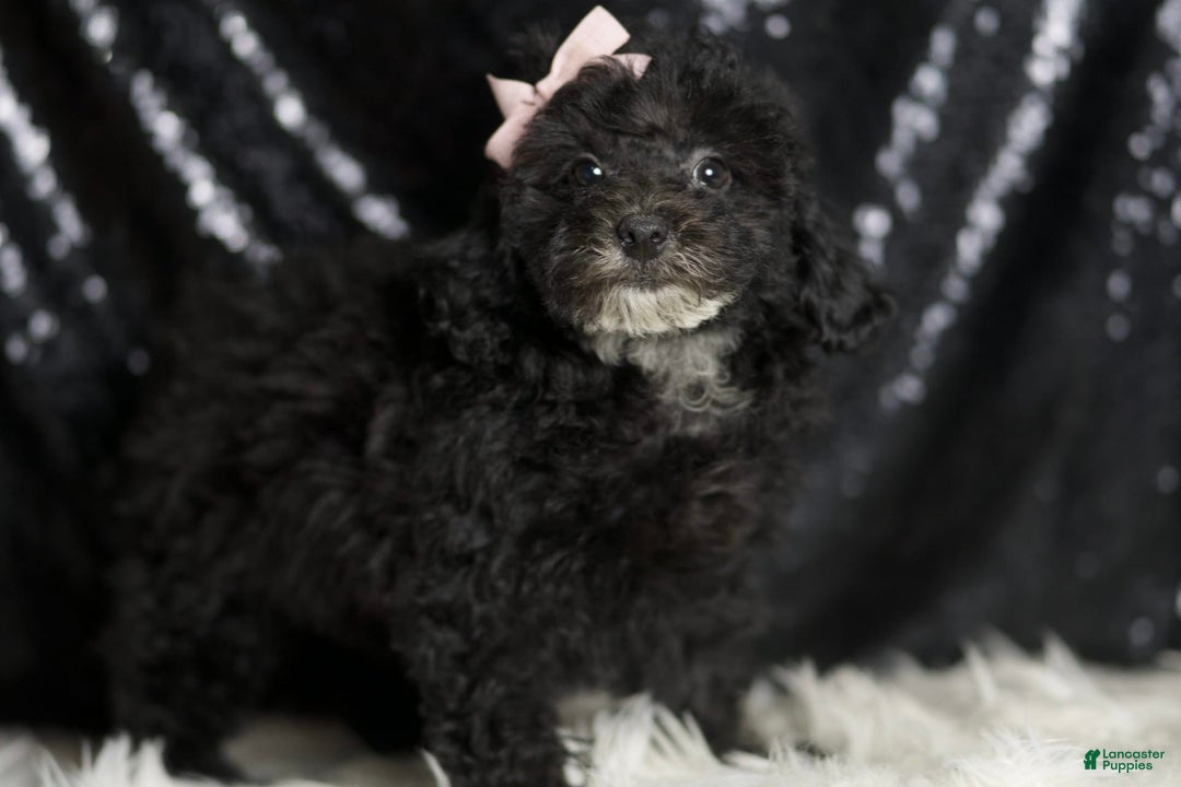 Miniature Poodle dogs for sale: Shirley - Image 4
