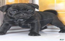 Pug dogs for sale: Boy 1 - Champion Lines! - Image 17