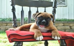 Boxer dogs for sale: Felicity - Image 10