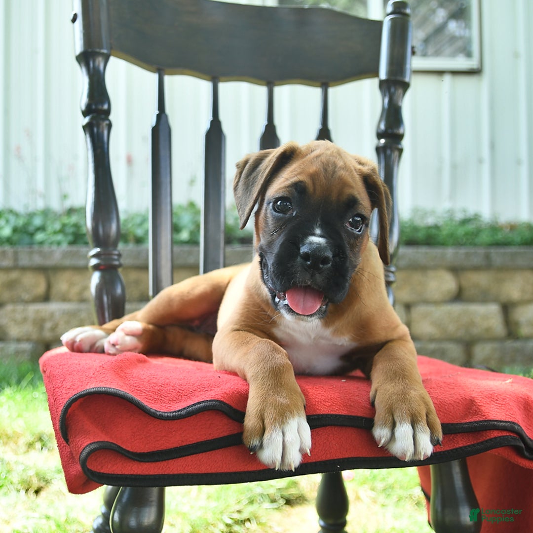 Boxer dogs for sale: Felicity - Image 10