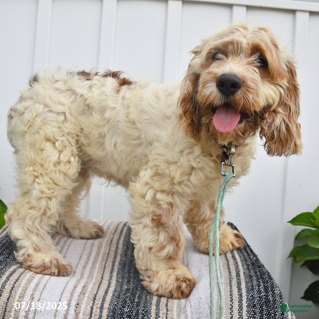 Cockapoo dogs for sale: Frisky - Image 5