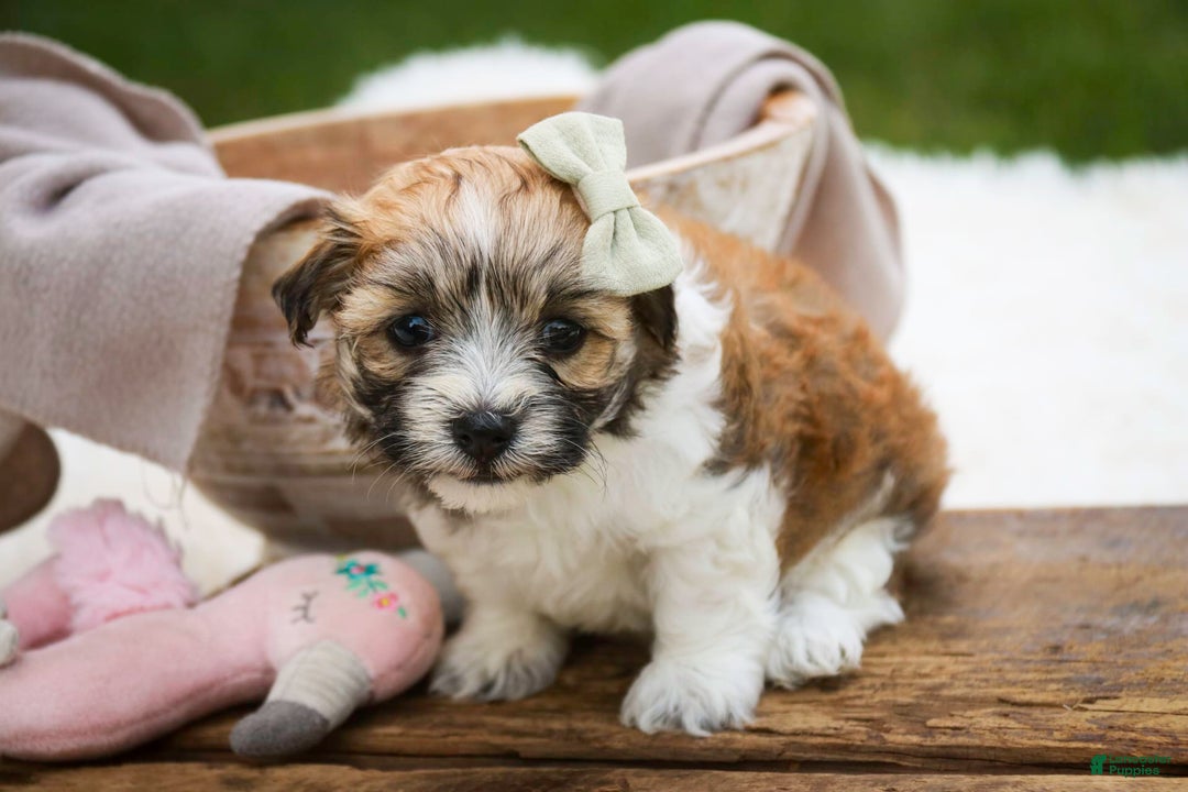 Havanese dogs for sale: Ginger - Image 3