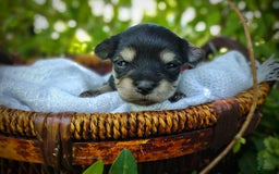 Morkie dogs for sale: Cream Point Ladybug - Image 10