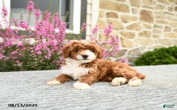Mini Goldendoodle dogs for sale: Caroline - Image 5