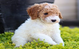 Standard Poodle dogs for sale: Rainay - Image 8
