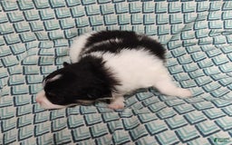 Pomeranian dogs for sale: Lilly Pad - Image 5