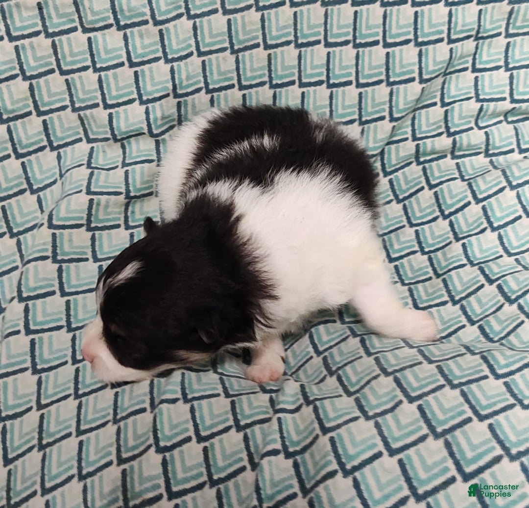 Pomeranian dogs for sale: Lilly Pad - Image 5