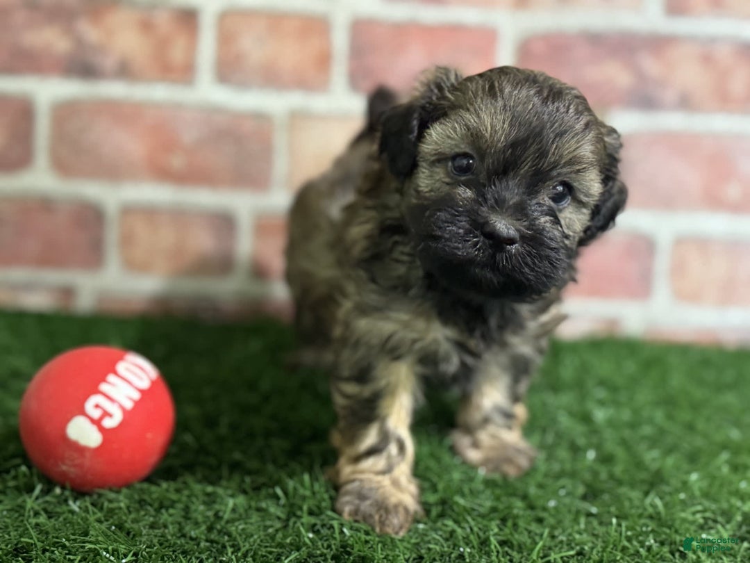 Shihpoo dogs for sale: Peanut - Image 5