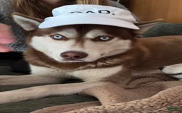 Siberian Husky dogs for sale: Ziggy - Image 7