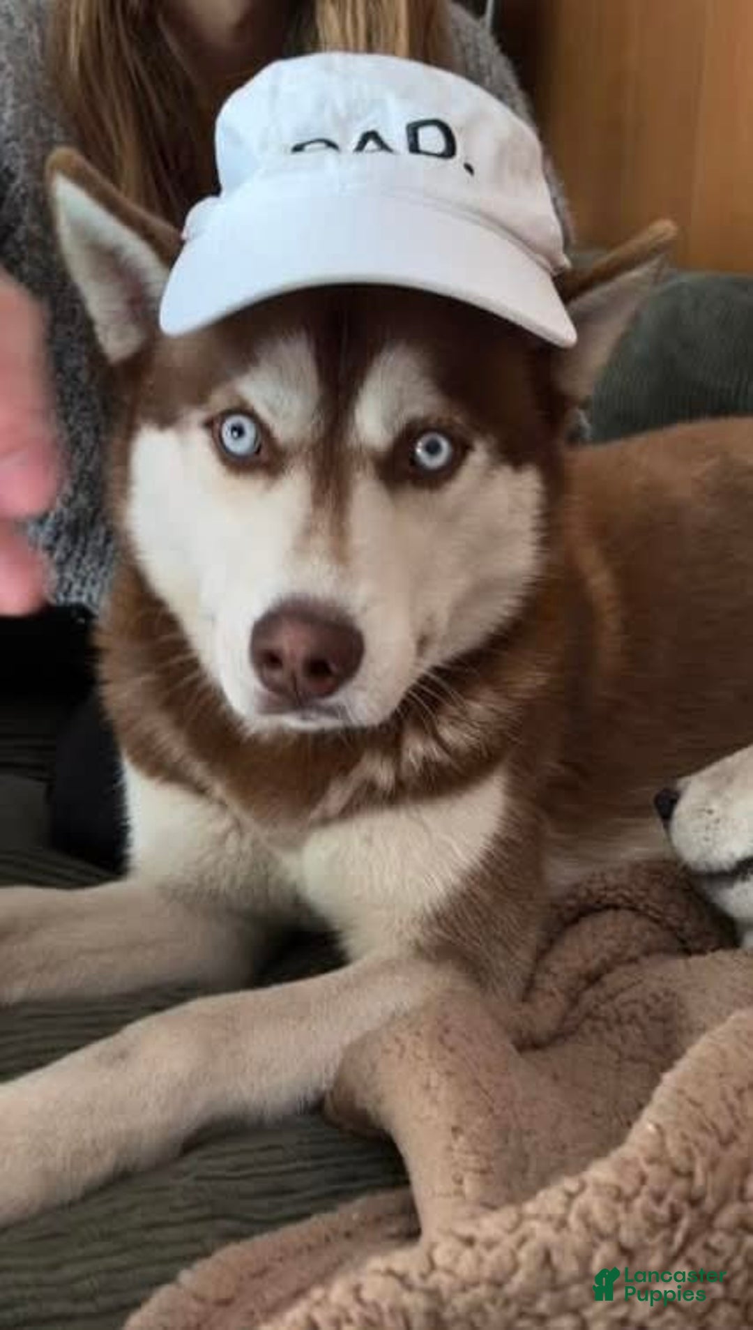 Siberian Husky dogs for sale: Ziggy - Image 7