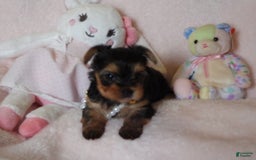 Yorkshire Terrier dogs for sale: Cc - Image 4