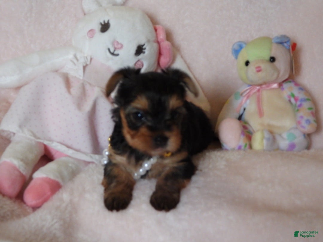 Yorkshire Terrier dogs for sale: Cc - Image 4