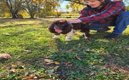 Cocker Spaniel dogs for sale: Benji - Image 3
