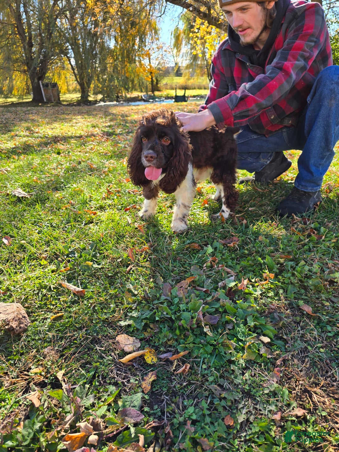 Cocker Spaniel dogs for sale: Benji - Image 3