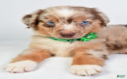 Miniature Australian Shepherd dogs for sale: Seth - Image 5