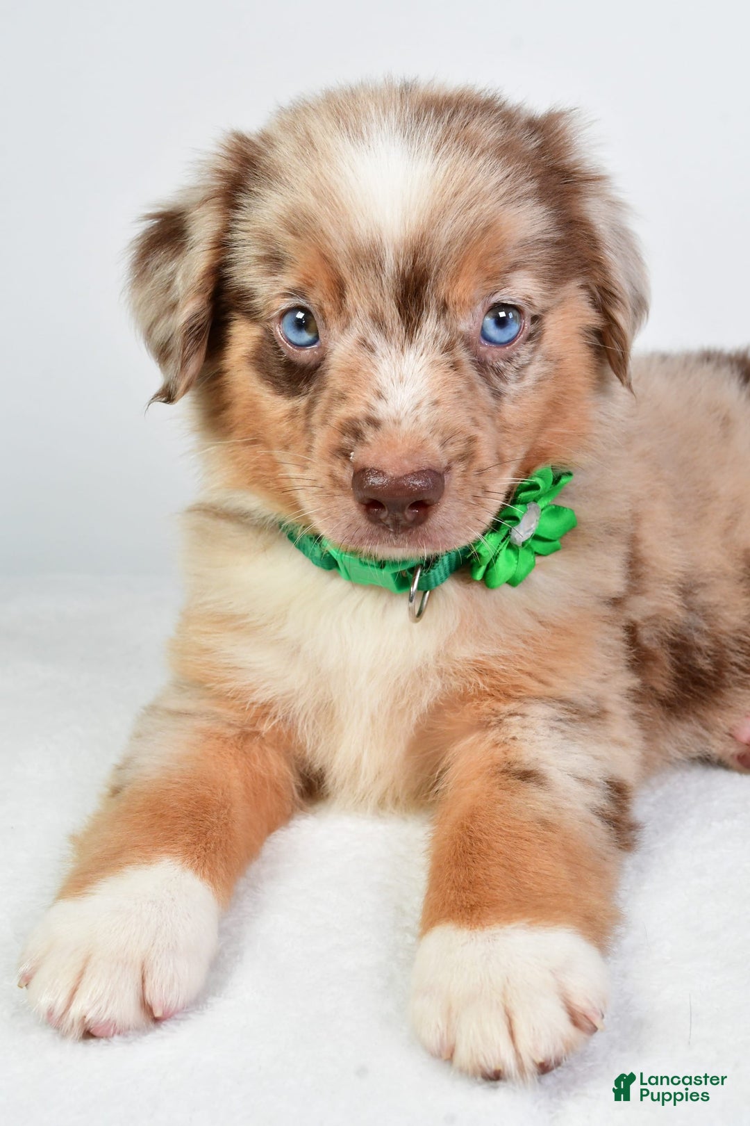 Miniature Australian Shepherd dogs for sale: Seth - Image 5
