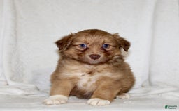Australian Shepherd dogs for sale: Sally - Image 1