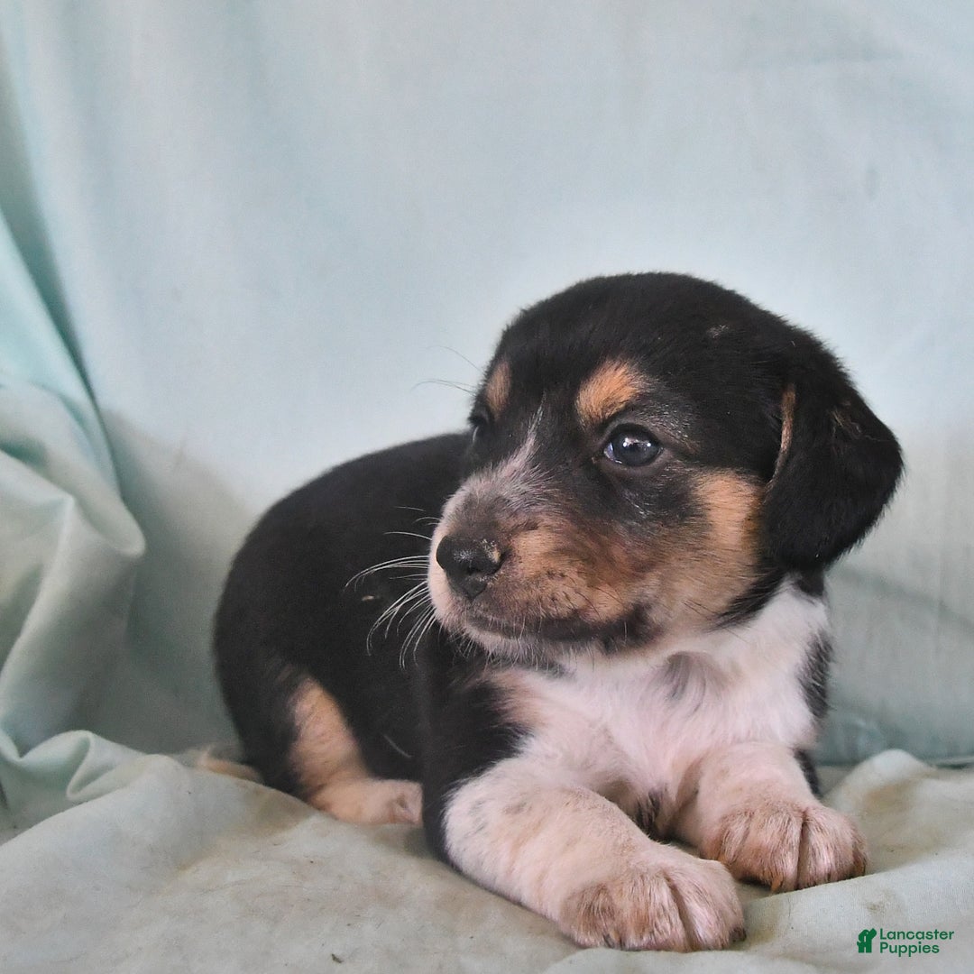 Australian Shepherd dogs for sale: Bella - Image 6