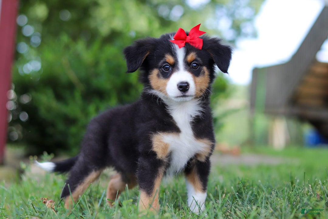 Mini Bernedoodle dogs for sale: Nova - Image 2