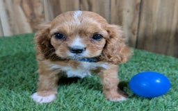 Cavalier King Charles Spaniel dogs for sale: Caviar - Image 1