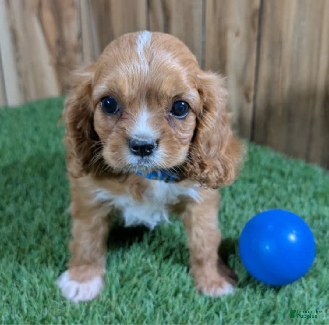 Cavalier King Charles Spaniel dogs for sale: Caviar - Image 1