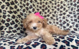 Cavapoo dogs for sale: Dutchess - Image 10