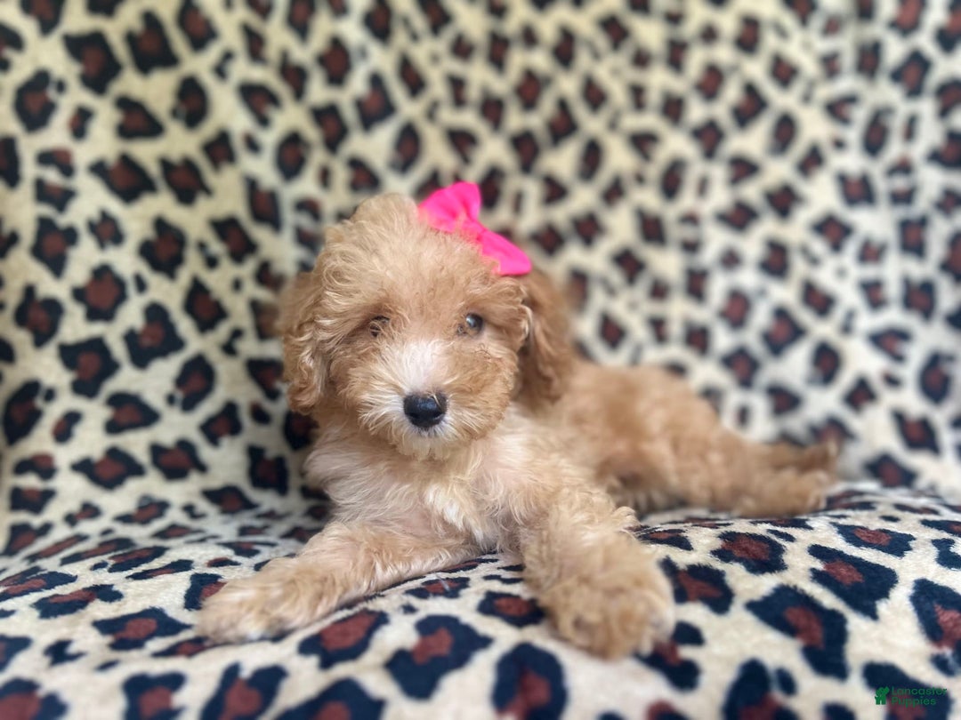Cavapoo dogs for sale: Dutchess - Image 10