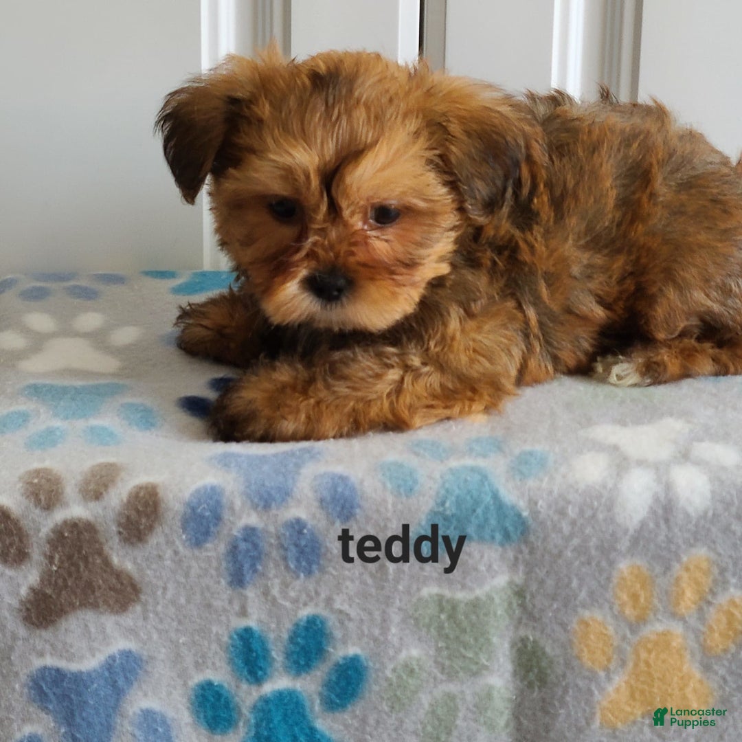Shorkie dogs for sale: Teddy - Image 1