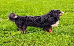 Bernese Mountain Dog dogs for sale: Boomer - Image 9
