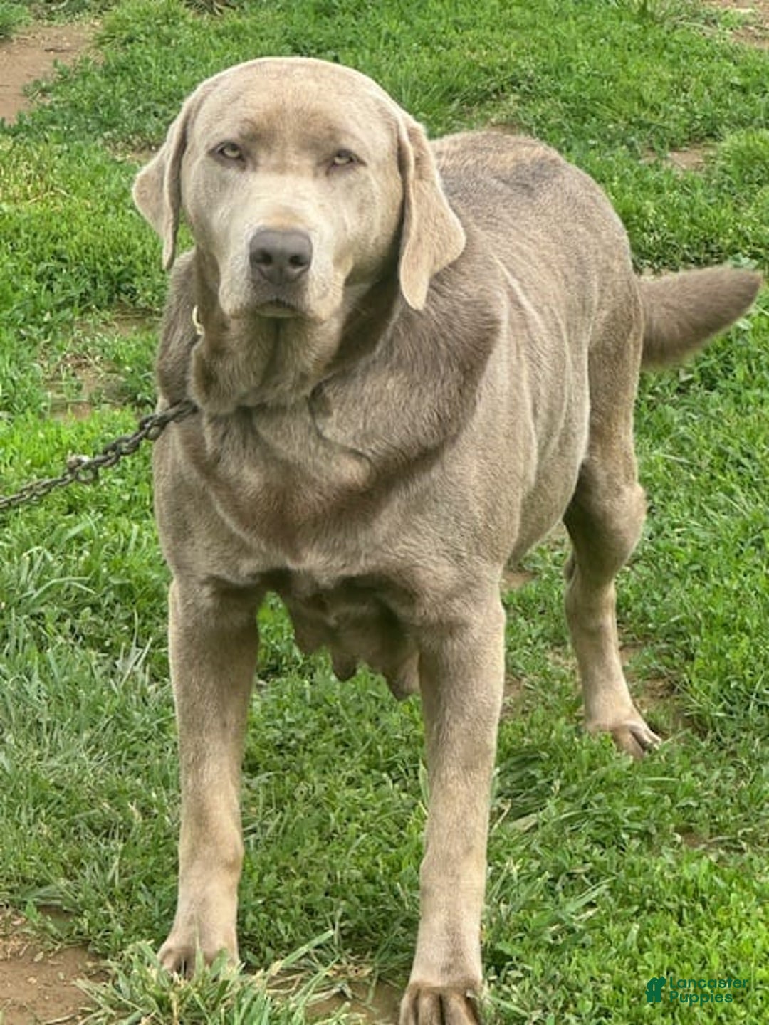 Labrador Retriever dogs for sale: Jackson - Image 4