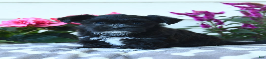 Callie