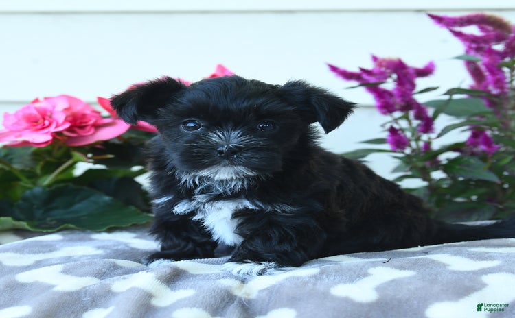 Shorkie dogs - Advert 39