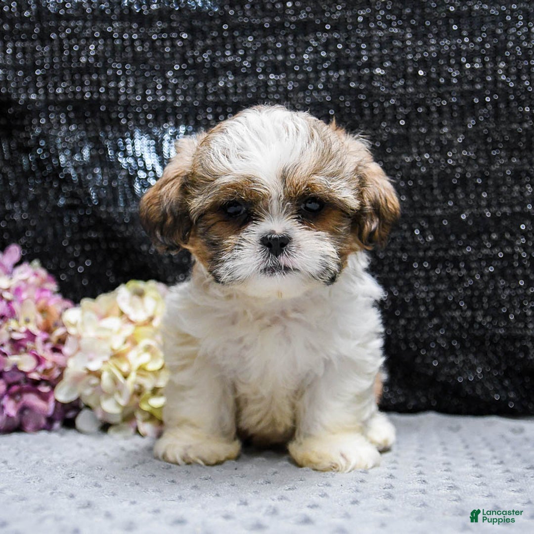 Shih Tzu dogs for sale: Lucky - Image 1