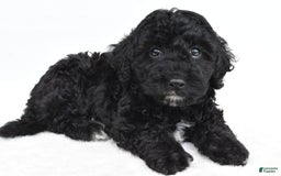 Yorkiepoo dogs for sale: Bingo - Image 3