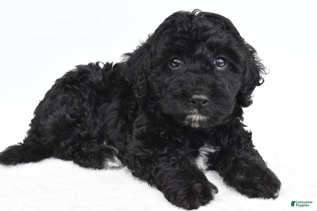Yorkiepoo dogs for sale: Bingo - Image 3