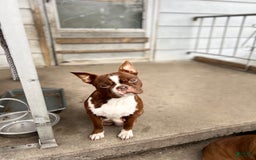 Frenchton dogs for sale: Ocean - Image 4