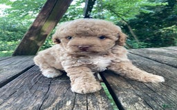 Miniature Poodle dogs for sale: Dexter - Image 23