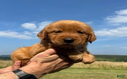 Golden Retriever dogs for sale: Honey - Image 15
