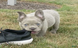 French Bulldog dogs for sale: Rusty - Image 15